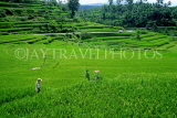 Indonesia, BALI, terraced rice fields, BAL784JPL