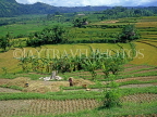 Indonesia, BALI, terraced rice fields, and farmers harvesting mature plants, BAL576JPL
