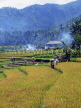 Indonesia, BALI, terraced rice fields, villages with harvested rice (Paddy) in bags, BAL587JPL
