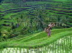 Indonesia, BALI, terraced rice fields and coconut seller, BAL1215JPL