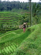 Indonesia, BALI, terraced rice fields and coconut seller, BAL1302JPL