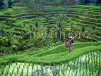 Indonesia, BALI, terraced rice fields and coconut seller, BAL1303JPL