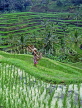 Indonesia, BALI, terraced rice fields and coconut seller, BAL588JPL