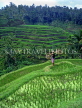 Indonesia, BALI, terraced rice fields and coconut seller, BAL589JPL