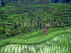 Indonesia, BALI, terraced rice fields and coconut seller, BAL593JPL