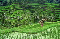 Indonesia, BALI, terraced rice fields and coconut seller, BAL798JPL