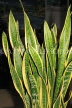 JAMAICA, 'Mother-In-Law's-Tongue' plants, JM418JPL