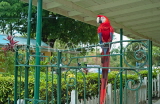 JAMAICA, Kingston, Hope Zoo, Macaw parrot, JM309JPL
