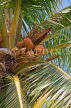 JAMAICA, Montego Bay, Coconut tree with fruit, JM270JPL
