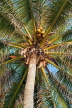 JAMAICA, Montego Bay, Coconut tree with fruit, JM296JPL