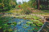 JAMAICA, Montego Bay, Rose Hall, home of the White Witch, Lilly Pond, JM302JPL