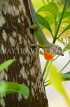 JAMAICA, Negril, Tree Lizard, JM282JPL