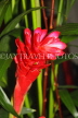 JAMAICA, Red Ginger flower, JM416JPL