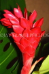 JAMAICA, Red Ginger flower, JM417JPL