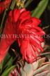 JAMAICA, Red Ginger flower, JM419JPL