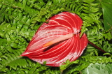 JAMAICA, red Anthurium flower, JM420JPL