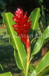 JAMAICA, red Ginger flower, JM71JPL