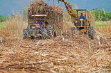 JAMAICA, sugar cane fields, worker with tractor, JM246JPL