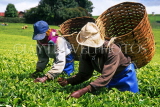 KENYA, Limuru, Tea plantation and tea pluckers, KEN08JPL