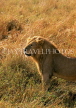 KENYA, Masai Mara Game Reserve, Lion in bush, KEN453JPL