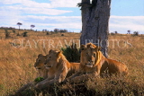 KENYA, Masai Mara Game Reserve, Lions under tree, KEN120JPL