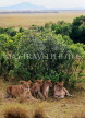 KENYA, Masai Mara Game Reserve, young Lion family, KEN210JPL