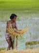 LAOS, Don Khong Island, farmer gathering harvested rice plants into bag, LAO91JPL