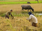 LAOS, Don Khong Island, farmers harvesting rice fields, LAO87JPL