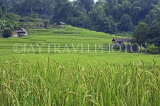 LAOS, Luang Prabang, Mekong Riverside, rice (paddy) fields, LAO128JPL
