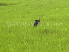 LAOS, Muang Ngoi, farmer in rice field, LAO75JPL
