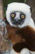 MADAGASCAR, Coquerel's Sifaka Lemur, MDH181JPL