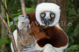 MADAGASCAR, Coquerel's Sifaka Lemur, MDH182JPL