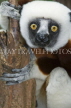 MADAGASCAR, Coquerel's Sifaka Lemur, MDH183JPL