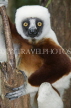 MADAGASCAR, Coquerel's Sifaka Lemur, MDH185JPL