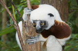 MADAGASCAR, Coquerel's Sifaka Lemur, MDH187JPL