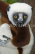 MADAGASCAR, Coquerel's Sifaka Lemur, MDH188JPL