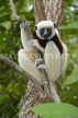 MADAGASCAR, Coquerel's Sifaka Lemur, MDH189JPL