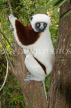 MADAGASCAR, Coquerel's Sifaka Lemur, MDH190JPL