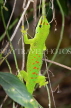 MADAGASCAR, Giant Day Gecko, MDG162JPL