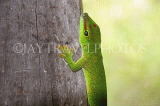 MADAGASCAR, Giant Day Gecko, MDG163JPL