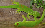 MADAGASCAR, Giant Day Geckos, MDG161JPL