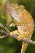 MADAGASCAR, Globifer chameleon, Ankarana National Park, MDG203JPL