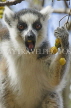 MADAGASCAR, Isalo National Park, Ring Tailed Lemur (Catta), MDG164JPL