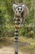 MADAGASCAR, Isalo National Park, Ring Tailed Lemur (Catta), MDG165JPL