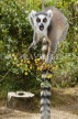 MADAGASCAR, Isalo National Park, Ring Tailed Lemur (Catta), MDG166JPL