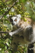 MADAGASCAR, Isalo National Park, Ring Tailed Lemur (Catta), MDG168JPL