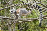 MADAGASCAR, Isalo National Park, Ring Tailed Lemur (Catta), MDG169JPL