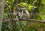 MADAGASCAR, Isalo National Park, Ring Tailed Lemur (Catta), MDG171JPL