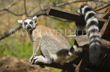 MADAGASCAR, Isalo National Park, Ring Tailed Lemur (Catta), MDG172JPL