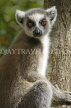 MADAGASCAR, Isalo National Park, Ring Tailed Lemur (Catta), MDG173JPL